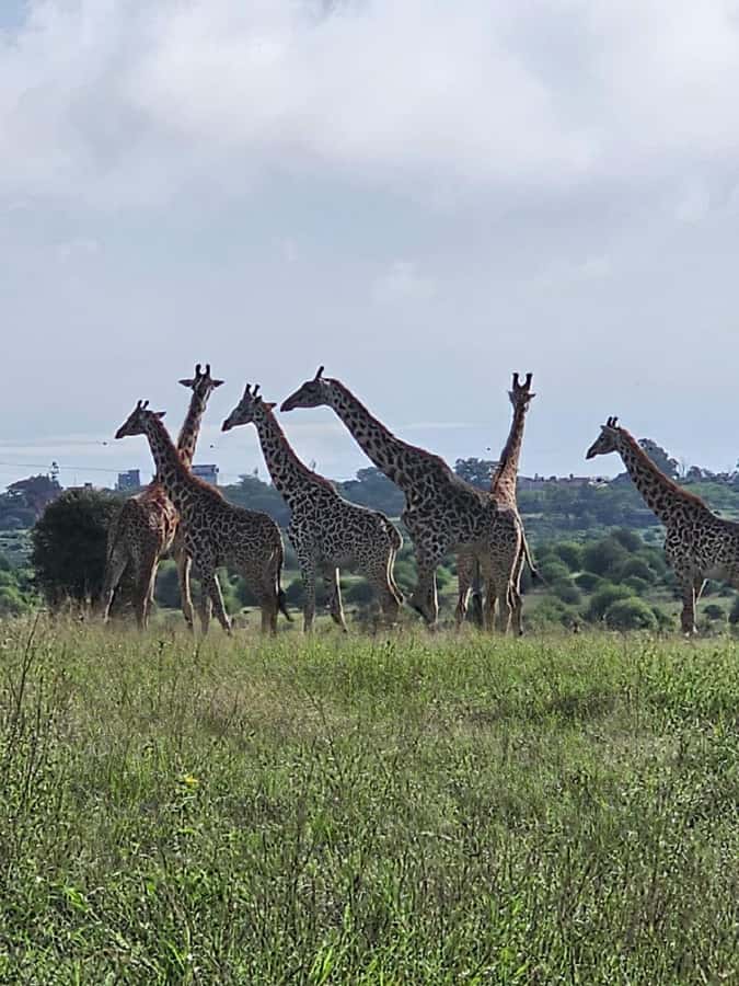Day tour Hells gate and lake Naivasha from Nairobi - Wildlife expectations: zebras, gazelles, and the reality of sightings