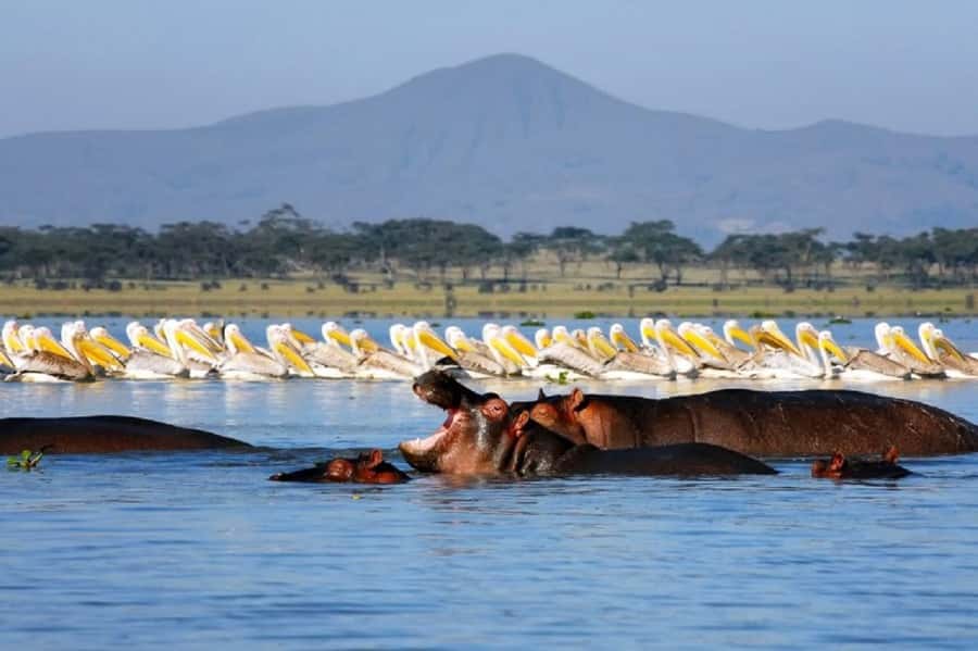 Day tour Hells gate and lake Naivasha from Nairobi - Price reality check: the $130 plus fees you may pay locally