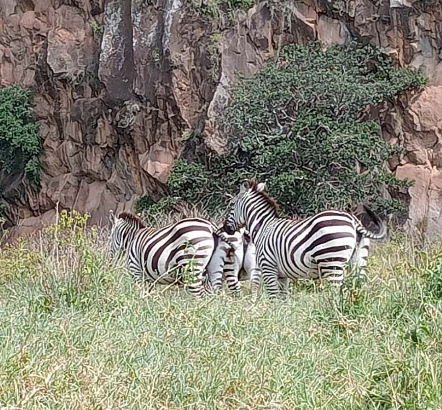 DAY TOUR- LAKE NAIVASHA AND HELL'S GATE PARK-WITH PARK FEES - Lunch at Lake Naivasha Crescent Camp area, built into the timing