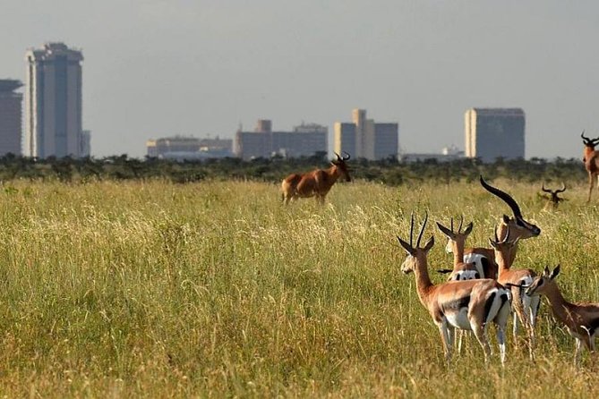 Day Tour Nairobi Museum, Giraffe Centre & Nairobi National Park - What you can realistically look for: big mammals and lots of birds