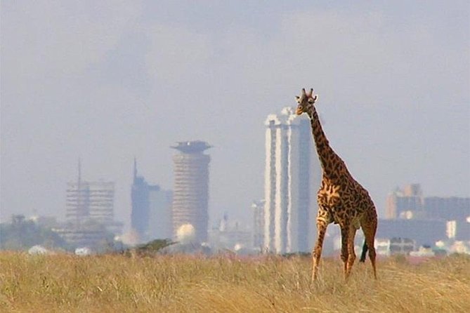 Day Tour Nairobi National Park - Key Points to Know Before You Go