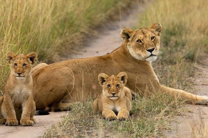 Day Tour Nairobi National Park - Why Nairobi National Park Works as a One-Day Safari