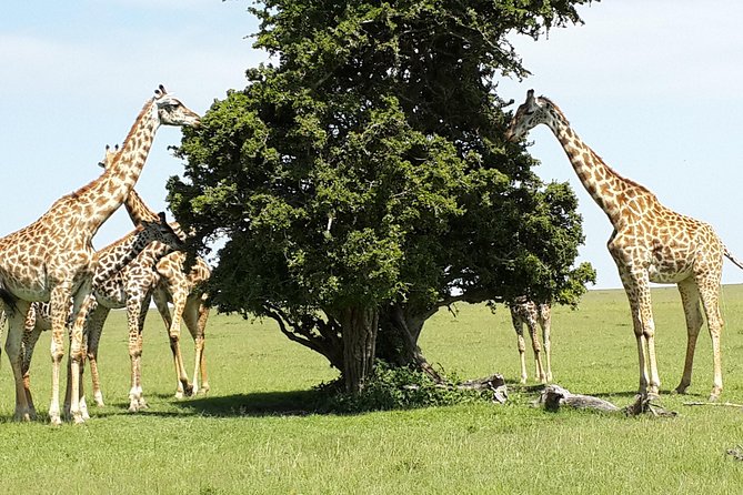 Day Tour Nairobi National Park - Lunch Timing and the Shift to Nairobi Safari Walk