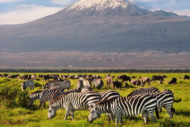 Day Tour Nairobi National Park - Elevated Boardwalk Views and the Orphanage You’ll Actually Remember