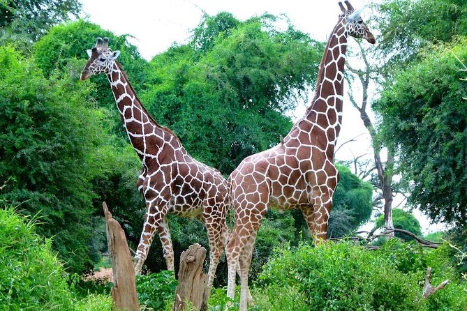 Day Tour Nairobi National Park - Who This Tour Suits Best (And Who Might Want Another Option)