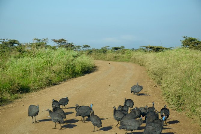 Day Tour Nairobi National Park - Rhinos, Giraffes, and the Acacia Grasslands: What You Can Spot