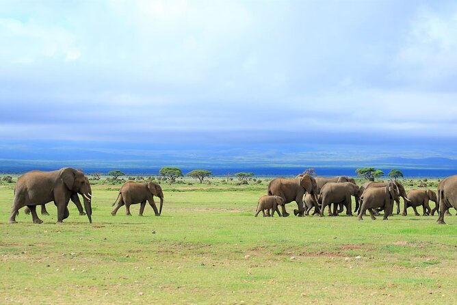 Day Tour to Amboseli National Park - The open-top safari vehicle and how the day really moves