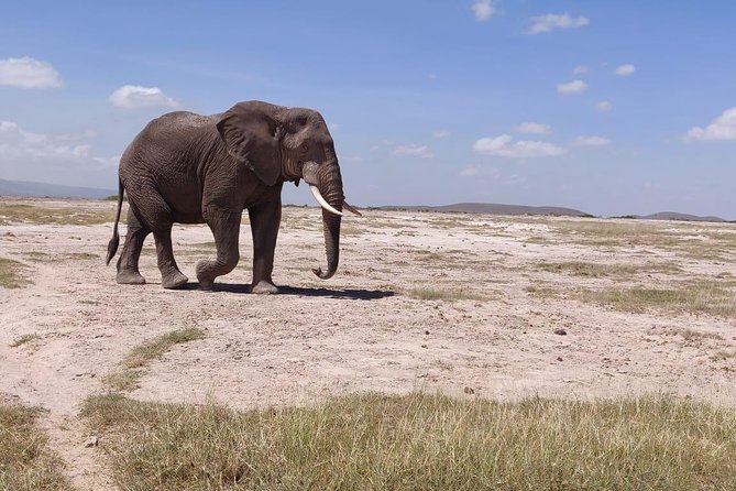Day Tour to Amboseli National Park - Eco-system stop and what it adds to the day