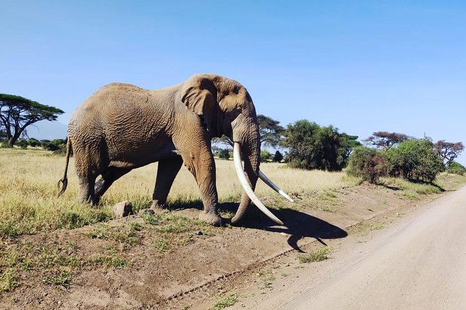 Day Tour to Amboseli National Park - Lunch at OLTUKAI lodge: included food that actually matters
