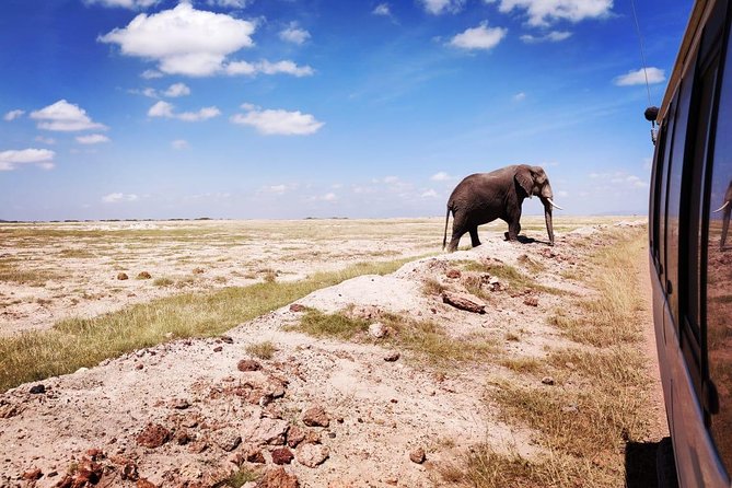 Day Tour to Amboseli National Park - Price and value for a Nairobi to Amboseli day