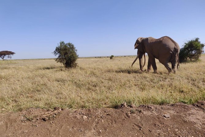 Day Tour to Amboseli National Park - Who should book this, and who should consider Amboseli for longer
