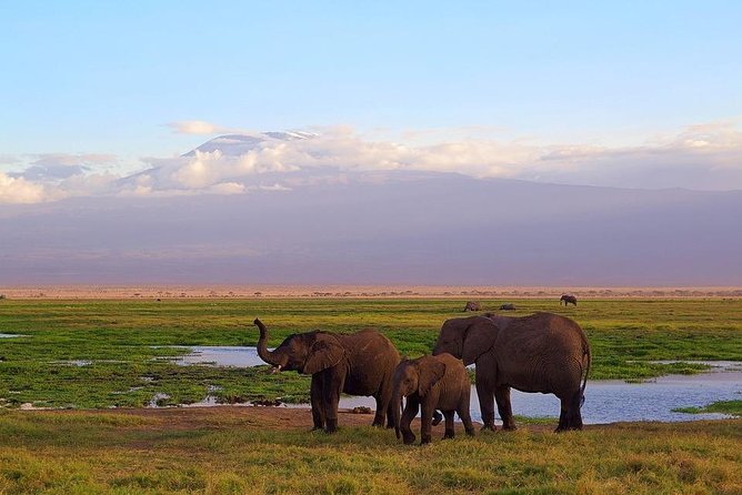 Day Tour To Amboseli National Park - Who should book, and who might want to choose something else
