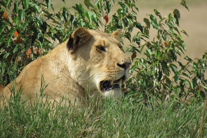 Day Tour To Amboseli National Park From Nairobi - Nairobi to Amboseli: the sunrise drive you’ll feel in your legs