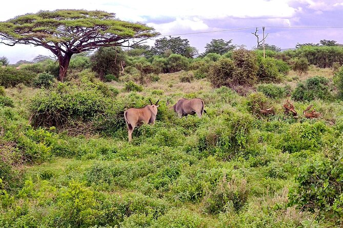 Day Tour To Amboseli National Park From Nairobi - The safari vehicle setup: why the pop-up roof makes the day easier
