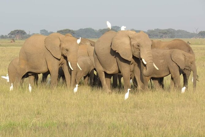 Day Tour To Amboseli National Park From Nairobi - Stop 1 in Amboseli: morning game drive with Kilimanjaro in the background