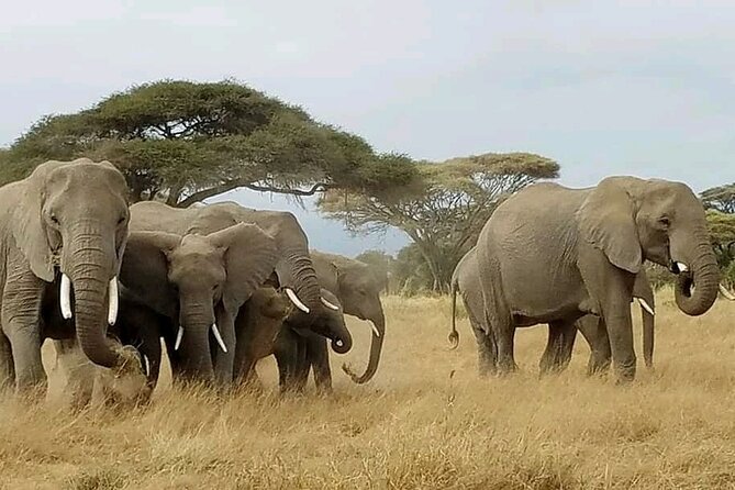 Day Tour To Amboseli National Park From Nairobi - Stop 2: deeper habitat time where the park keeps surprising you