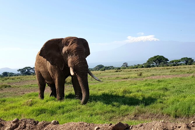 Day Tour To Amboseli National Park From Nairobi - Lunch at Ol tukai Lodge: choose it or save time and focus