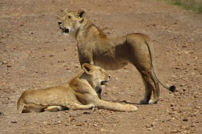 Day Tour To Amboseli National Park From Nairobi - Price and value: what your $160 covers (and what it doesn’t)