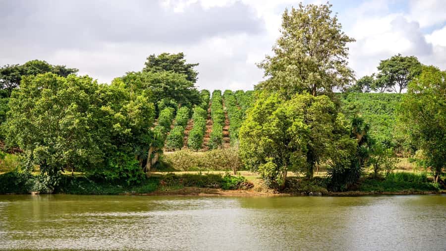 Day Tour to Fairview Coffee Estate From Nairobi - Fairview Coffee Estate Near Kiambu: what you are touring