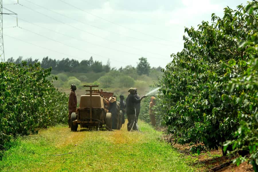 Day Tour to Fairview Coffee Estate From Nairobi - Plantation walk: cultivation, harvest, and processing in plain language