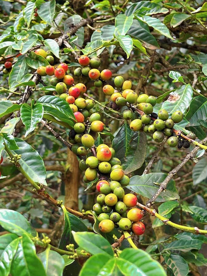Day Tour to Fairview Coffee Estate From Nairobi - Coffee tasting and cupping: how to notice aroma, acidity, and body