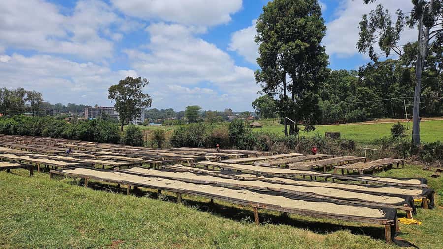 Day Tour to Fairview Coffee Estate From Nairobi - Price math: what you pay, what costs extra, and where the value comes from