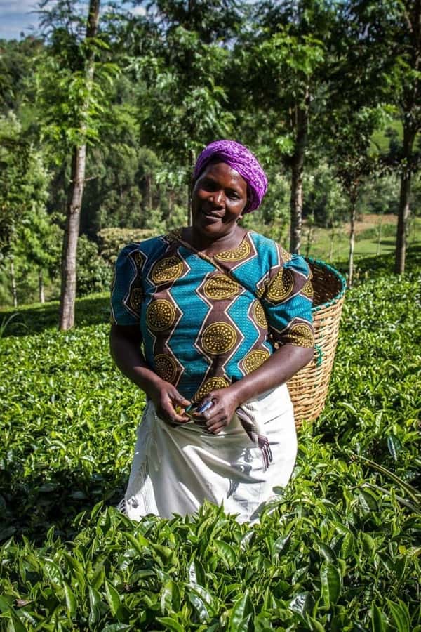 Day Tour to Fairview Coffee Farm - Key highlights you will actually feel during the day