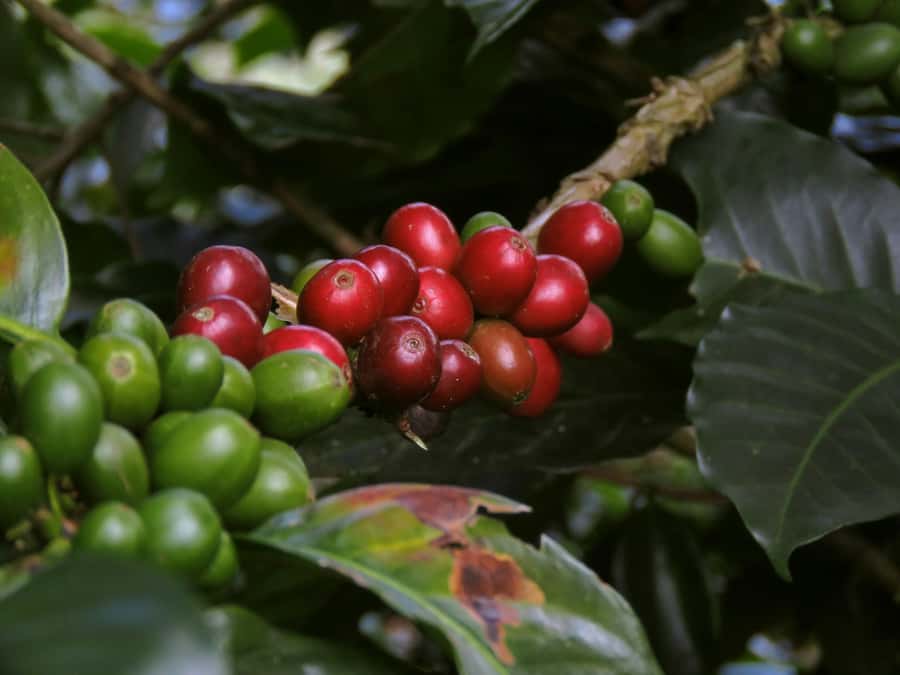 Day Tour to Fairview Coffee Farm - Why a Fairview Coffee Farm Day Trip Near Nairobi Makes Sense