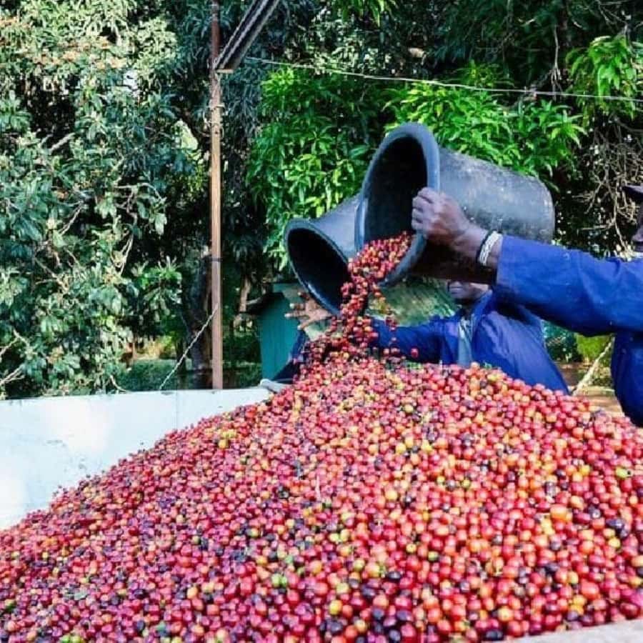 Day Tour to Fairview Coffee Farm - The Coffee Factory Visit: Understanding Processing Without Getting Lost