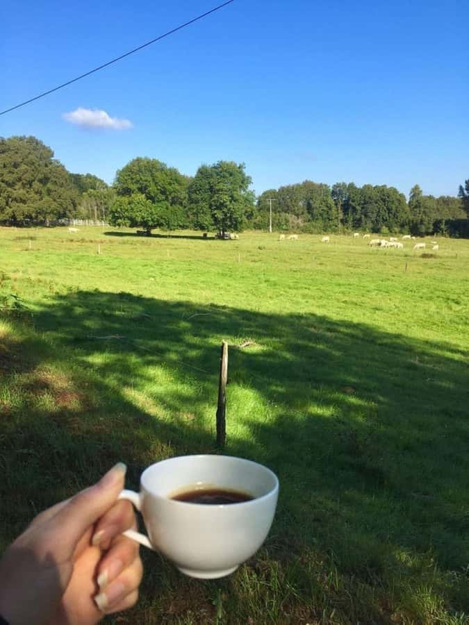 Day Tour to Fairview Coffee Farm - The Coffee Lab and Roasting Stage: Where Flavor Gets Made