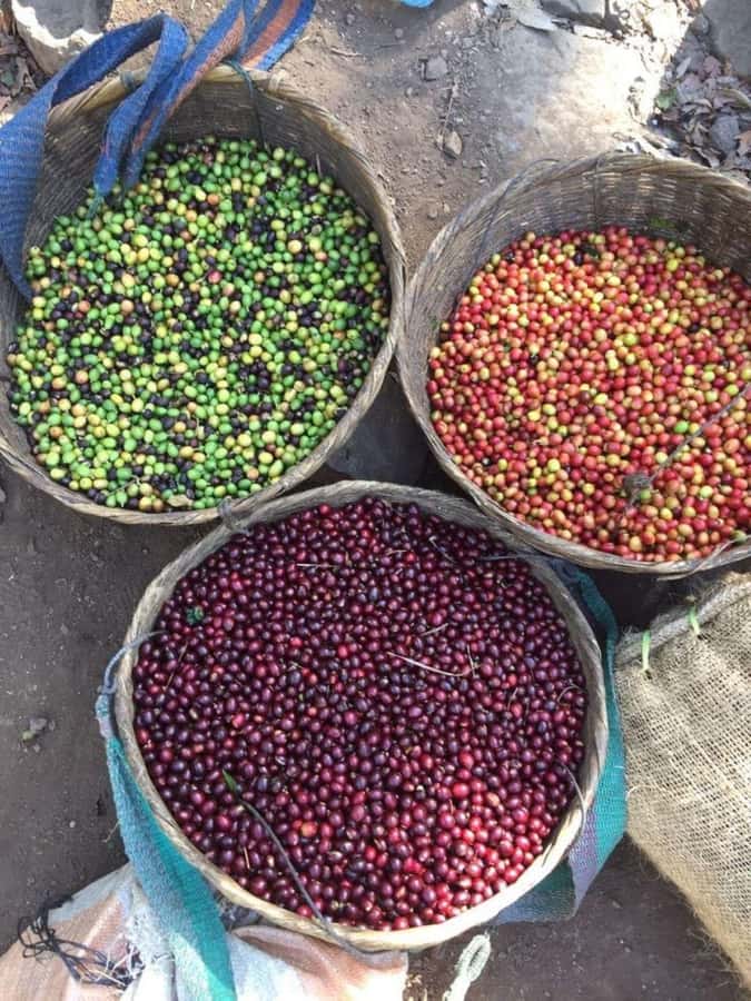 Day Tour to Fairview Coffee Farm - Garden Break: Coffee, Cookies, and the Fun Part of Optional Milk