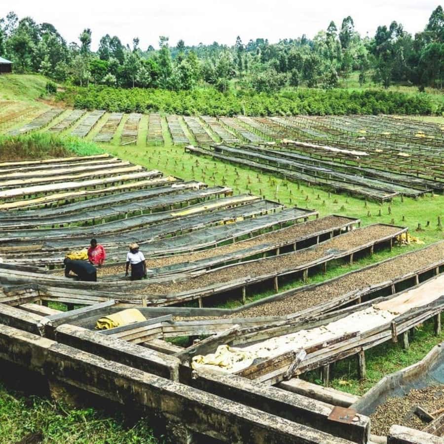 Day Tour to Fairview Coffee Farm - Price and Value: The Real Cost Breakdown