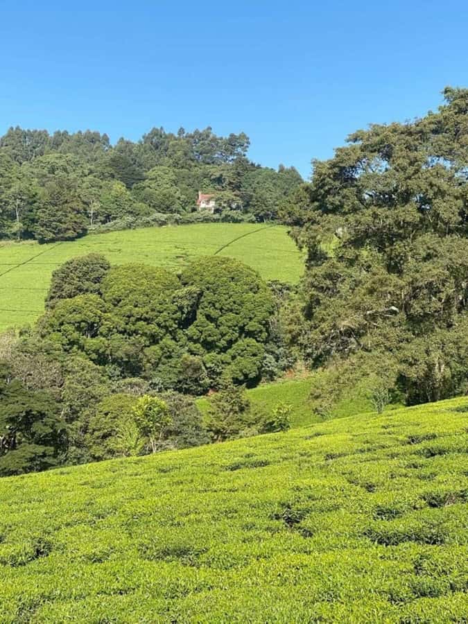 Day Tour to Fairview Coffee Farm - Private Tour Comfort: Just Your Group in the Van and on the Grounds