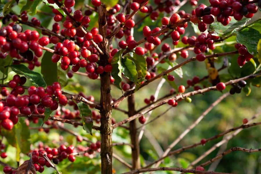 Day Tour to Fairview Coffee Farm - The Pickup, Van Ride, and the First Views That Set the Mood