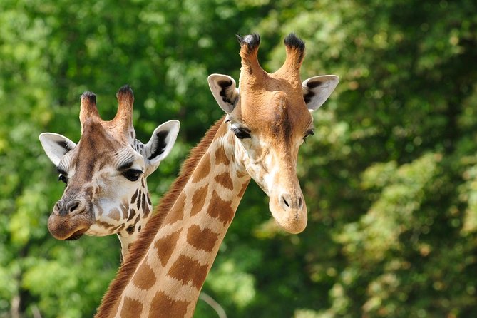 Day Tour to Giraffe Center and Karen Blixen Museum - Key highlights you will feel right away