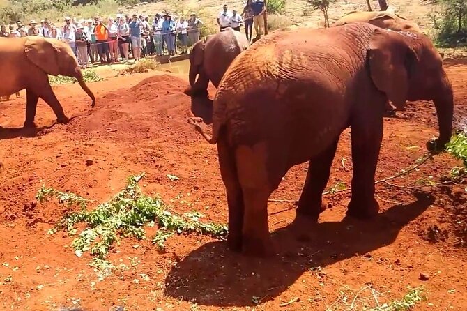 Day Tour to Giraffe Center and Karen Blixen Museum - Who should book this half-day combo tour (and who should skip it)