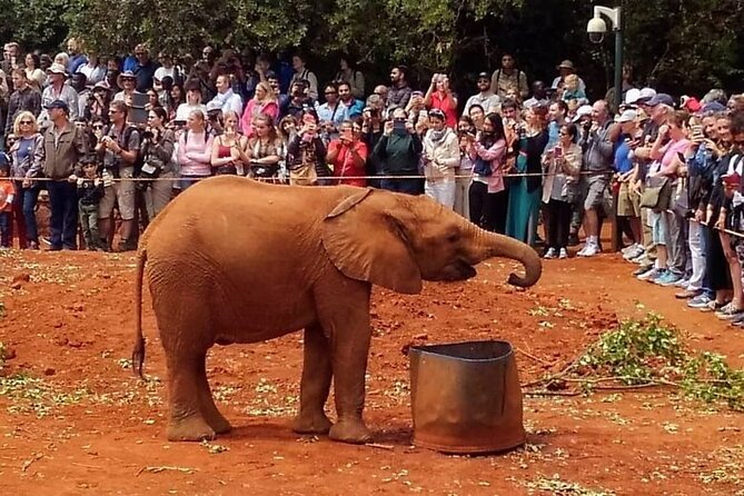 Day Tour to Giraffe Center and Karen Blixen Museum - Should you book Day Tour to Giraffe Centre and Karen Blixen Museum?