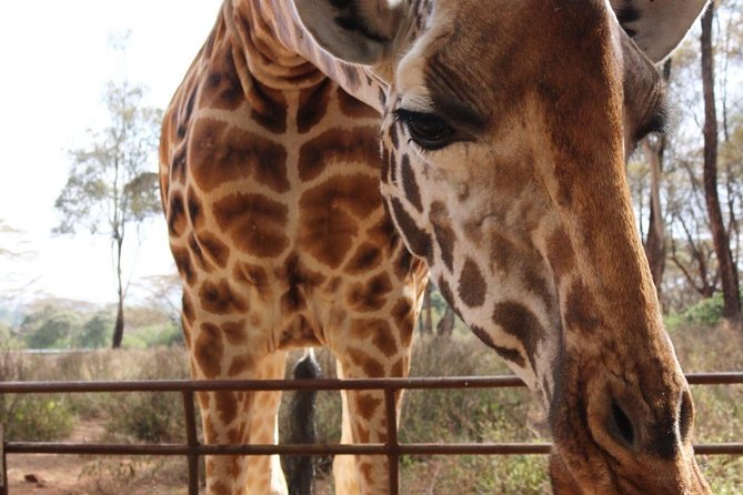 Day tour to Giraffe center and Karen Blixen Nairobi - Stop 1 at the Giraffe Centre: Feeding, Conservation, and What to Expect