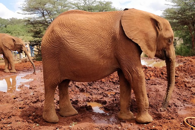 Day tour to Giraffe center and Karen Blixen Nairobi - Kazuri Beads and Clay at the Factory: Craft You Can Make Sense Of
