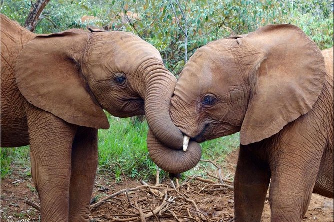 Day tour to Giraffe center and Karen Blixen Nairobi - About Those Baby Elephants and the Nairobi National Park Fee