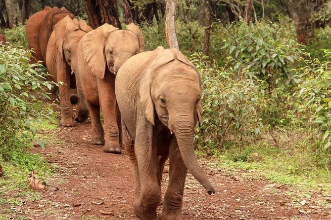 Day tour to Giraffe center and Karen Blixen Nairobi - Price and Value: What $105 Gets You in a 6-Hour Day