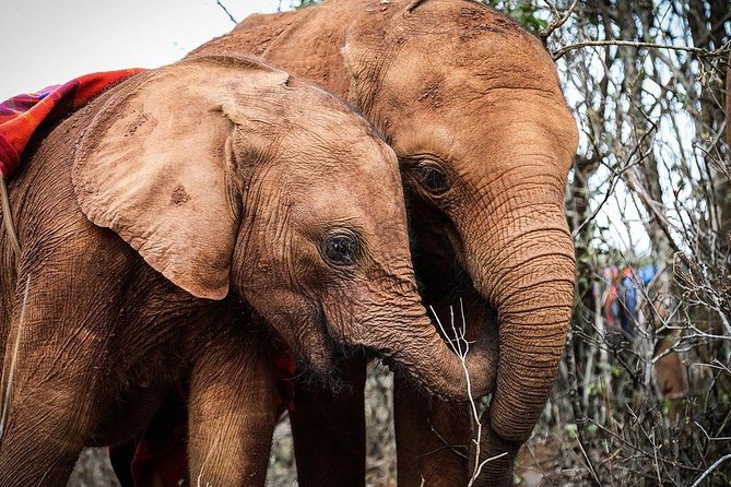 Day tour to Giraffe center and Karen Blixen Nairobi - Who This Tour Fits Best (and When It Might Not)