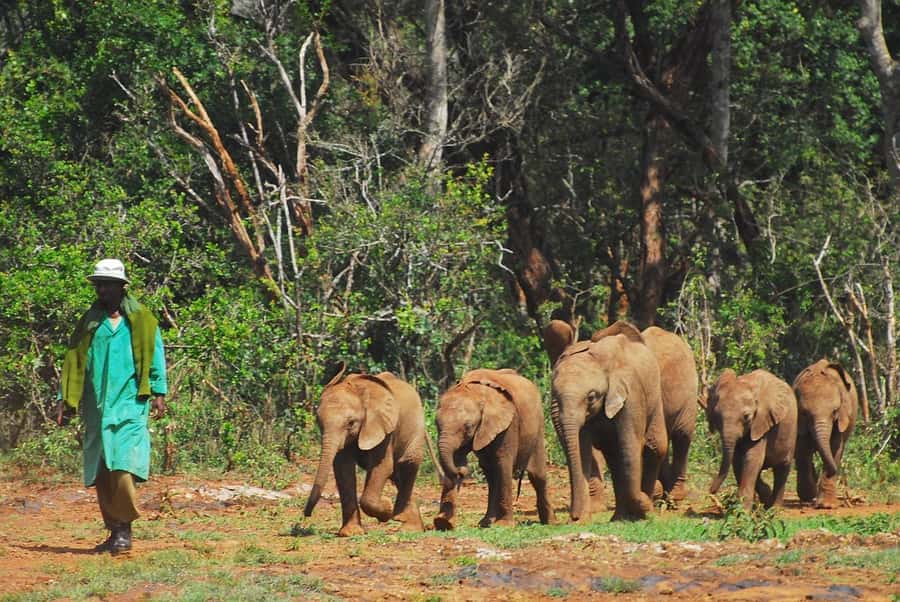 Day tour to Giraffe, Elephant and Nairobi National park - Key Points You Should Know Before You Go