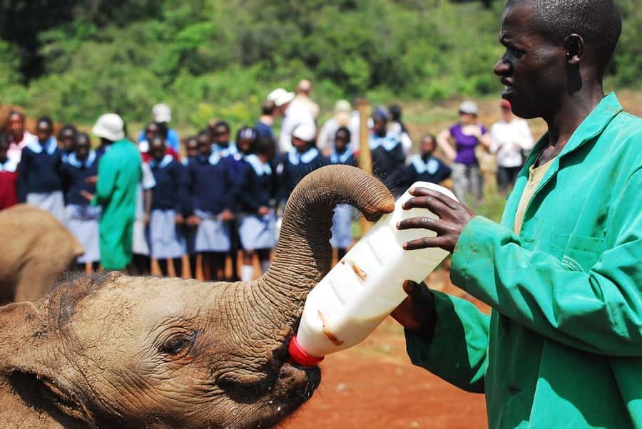 Day tour to Giraffe, Elephant and Nairobi National park - Why This Nairobi Wildlife Day Tour Feels Different