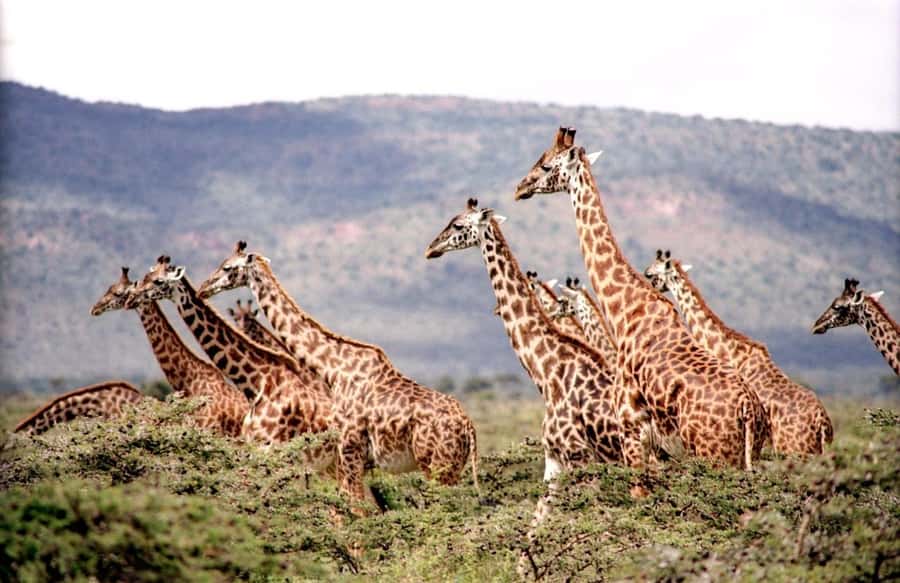 Day tour to Giraffe, Elephant and Nairobi National park - Pickup and Timing: How the Day Actually Runs