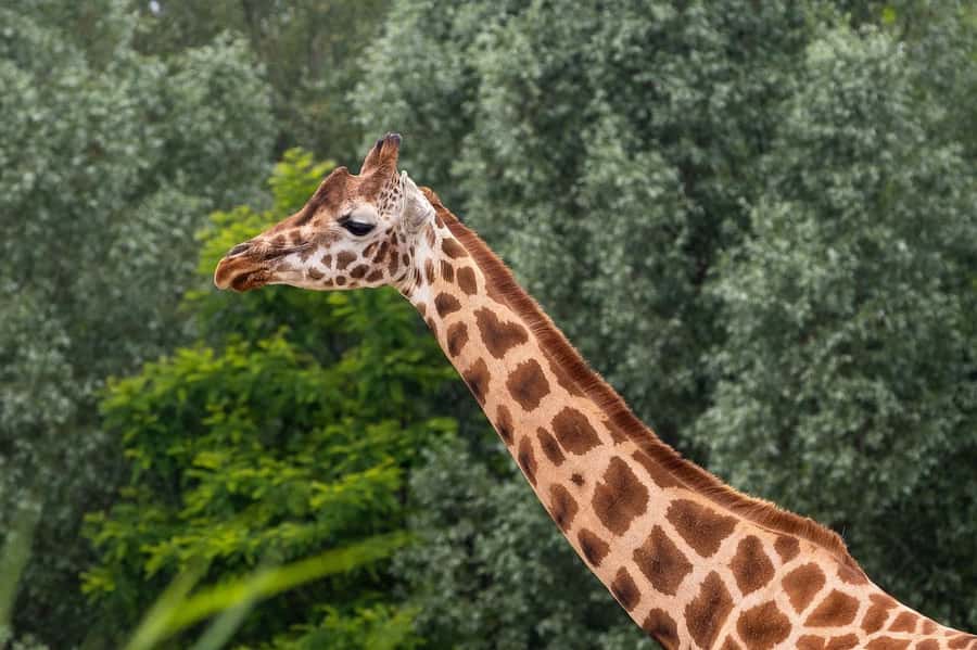 Day tour to Giraffe, Elephant and Nairobi National park - Stop Two: David Sheldrick Elephant Sanctuary and the 11:00 am to 12:00 Focus