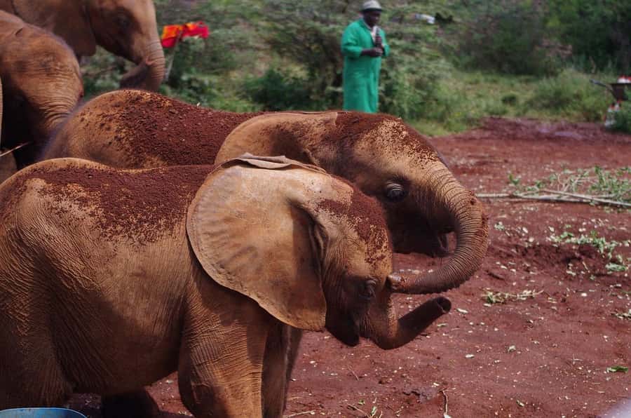Day tour to Giraffe, Elephant and Nairobi National park - Nairobi National Park Game Drive: 3 Hours of Wildlife and City-Edge Views