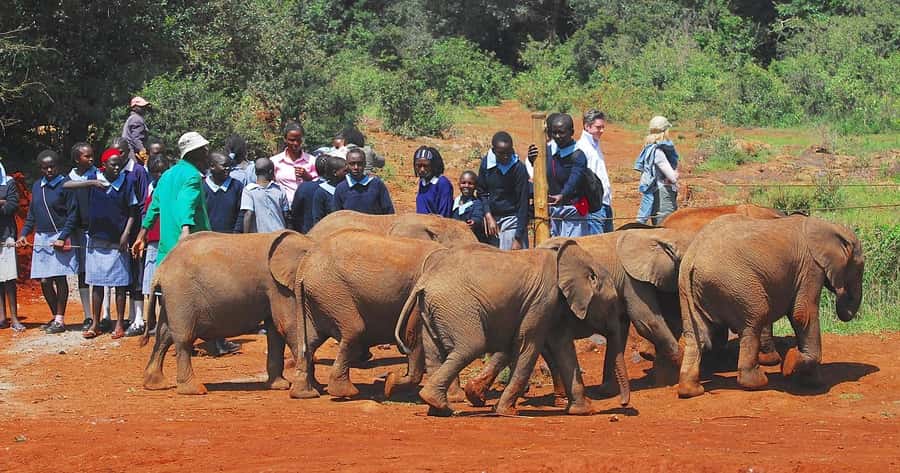 Day tour to Giraffe, Elephant and Nairobi National park - The Guide Factor: What Makes This Experience Work