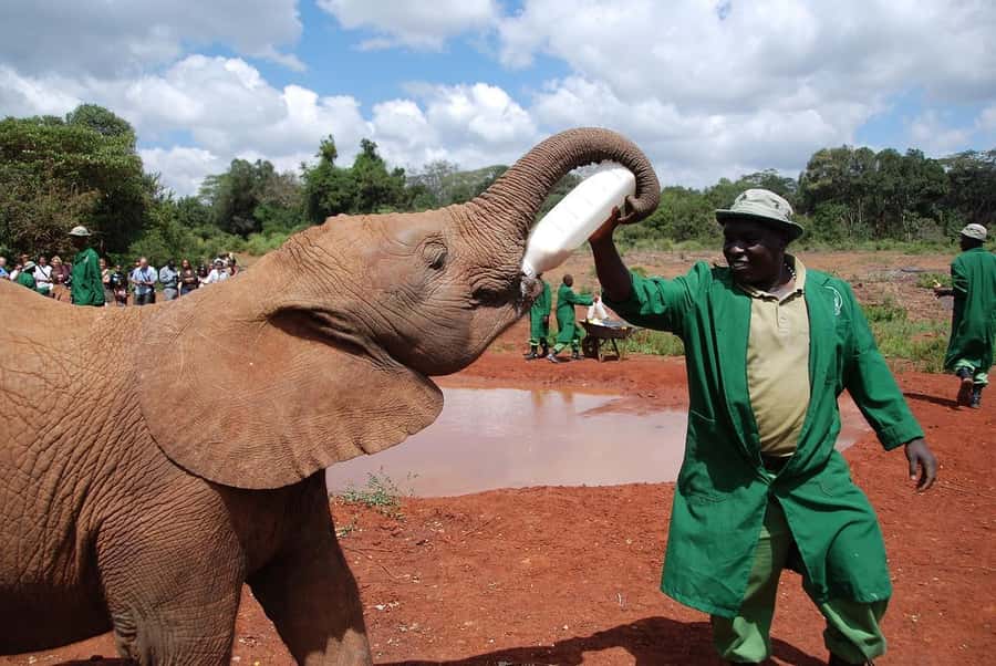 Day tour to Giraffe, Elephant and Nairobi National park - Group Size and Pricing: One Reality Check