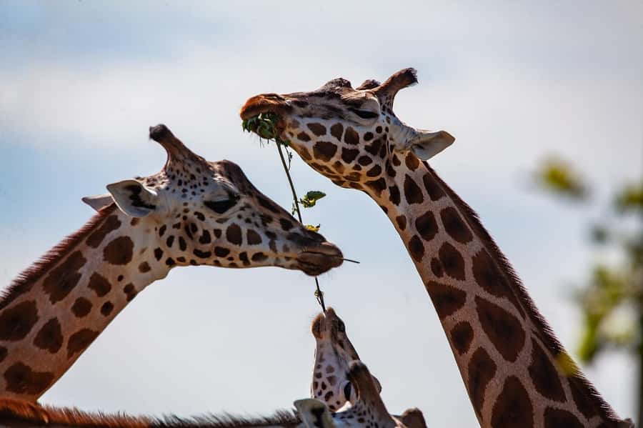 Day tour to Giraffe, Elephant and Nairobi National park - The Money Question: Is $330 Good Value for 10 Hours?